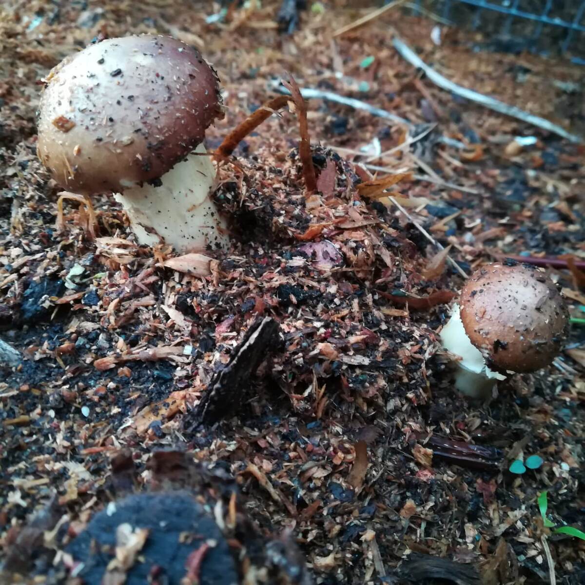 Строфария (Кольцевик)