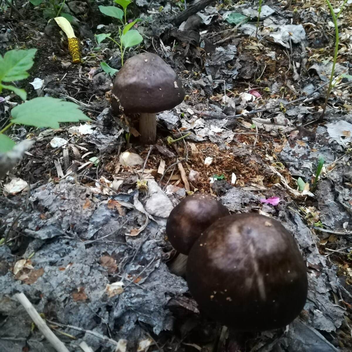 Колли́бия широкопластинчатая, а в верхнем левом углу фото Веселка хрящеватая