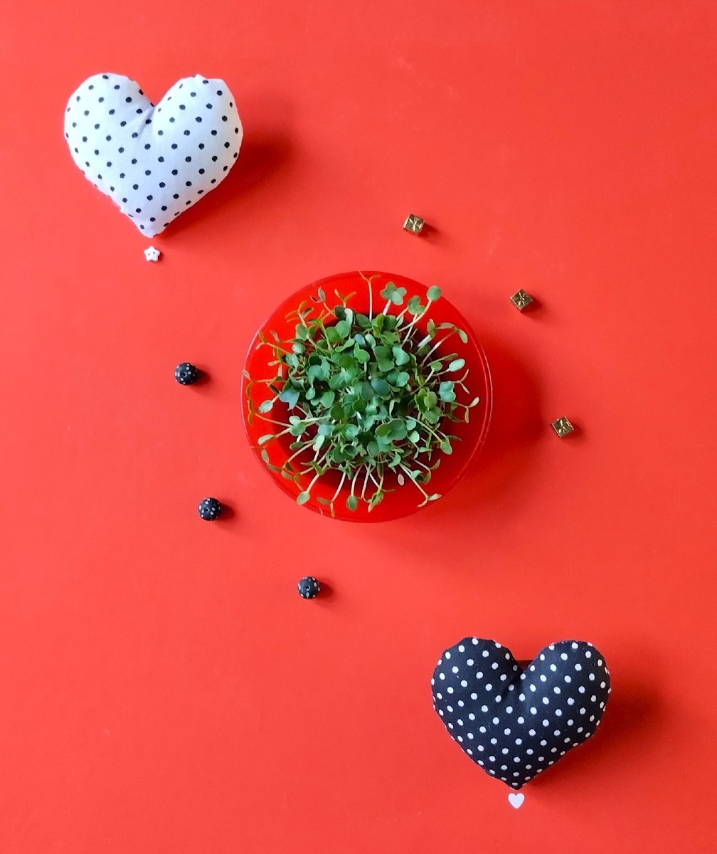 Микрозелень редьки и льна.