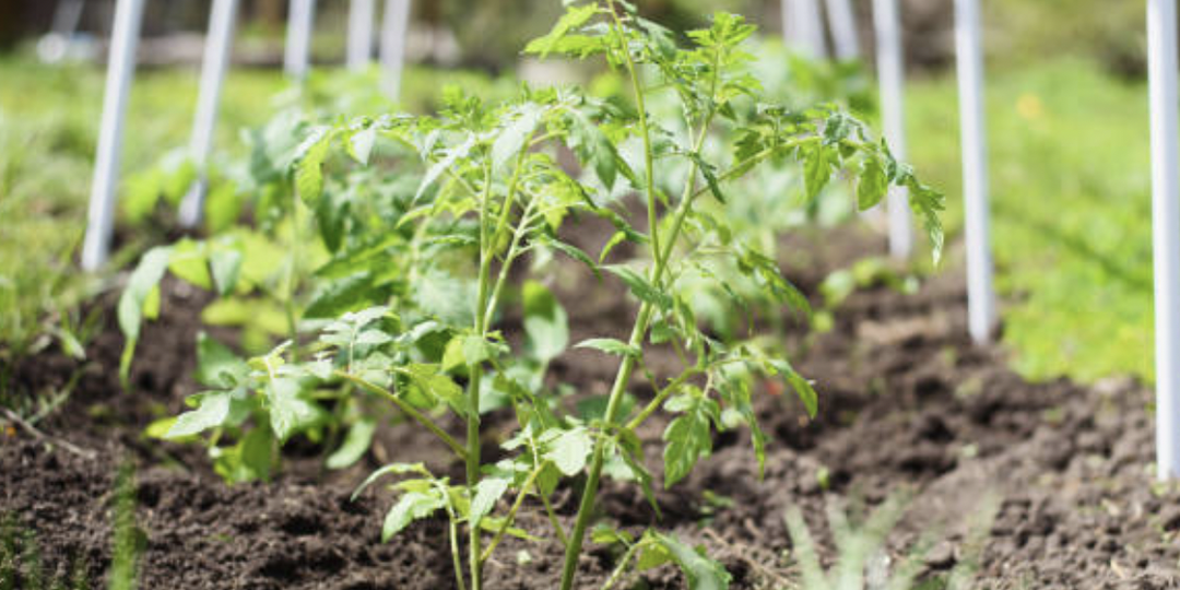 Два томата в одну лунку. Можно или нельзя?