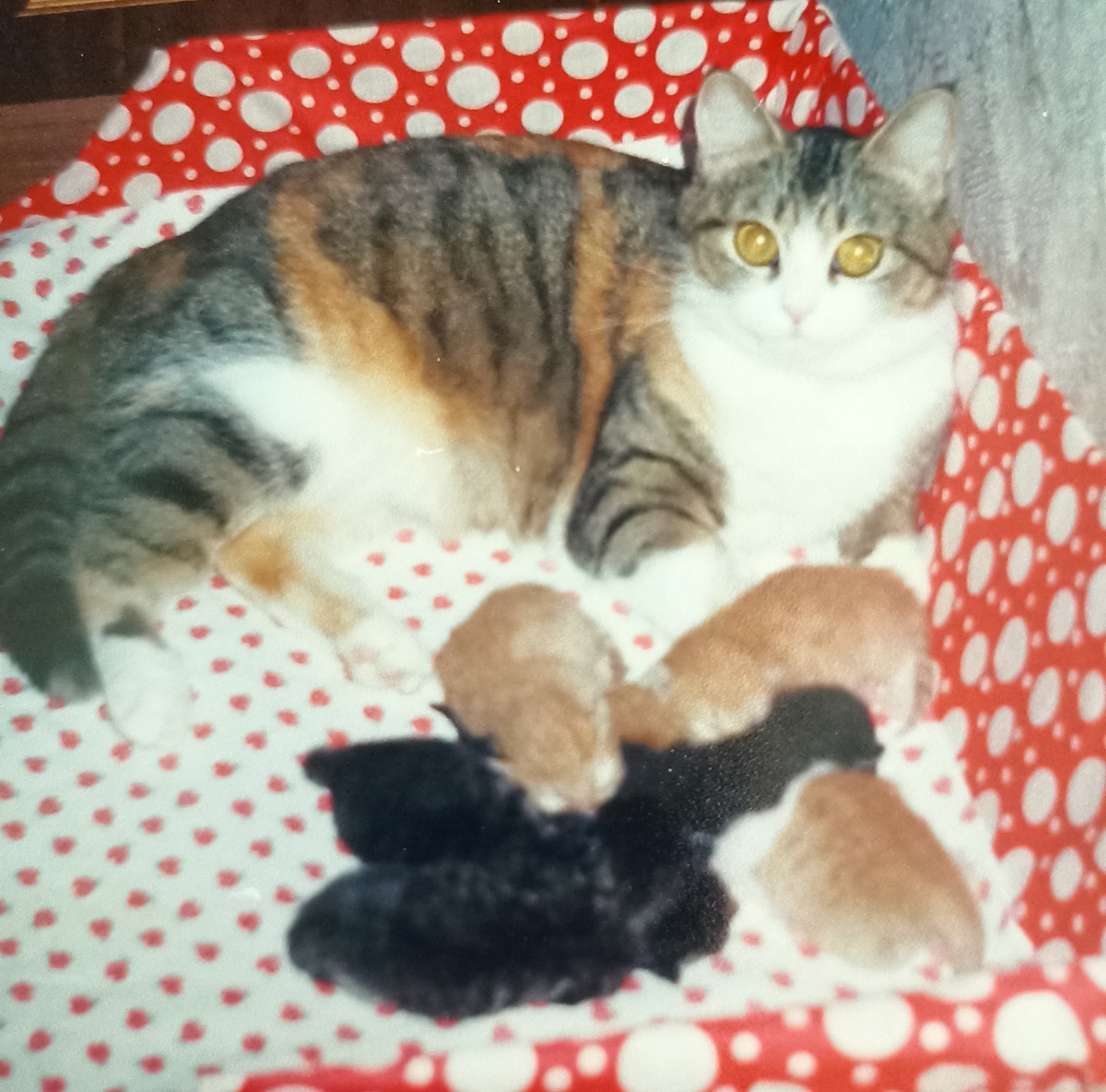 Наша Бася с малышней. Фото автора