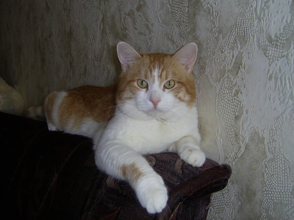 Наш любимый Лёва. Фото автора