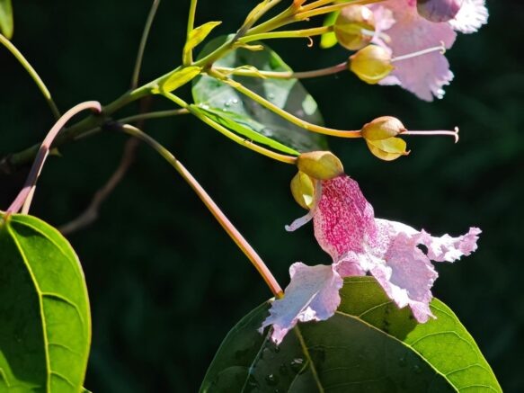    Фото: npsochi.ru