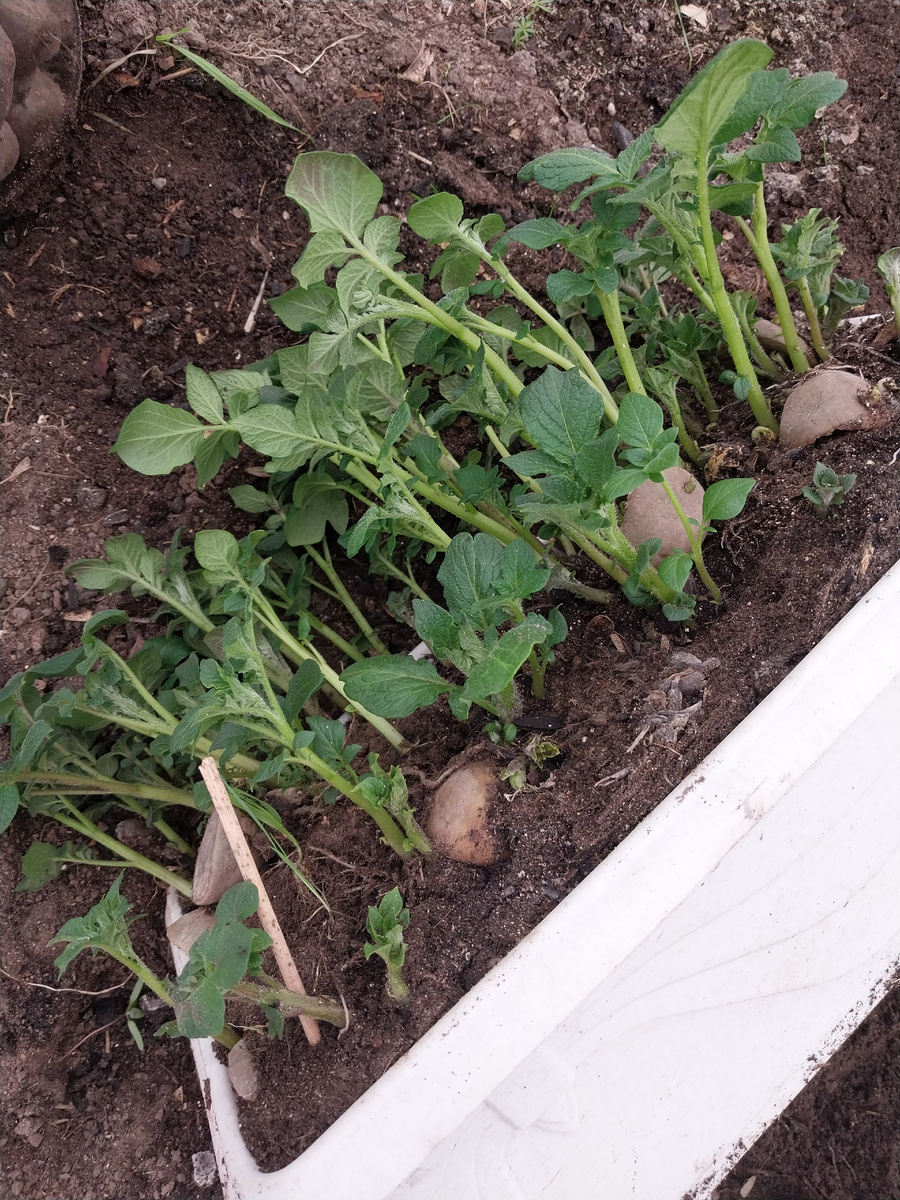 Это она растет в ящике с февраля. Уложена в несколько слоев. 