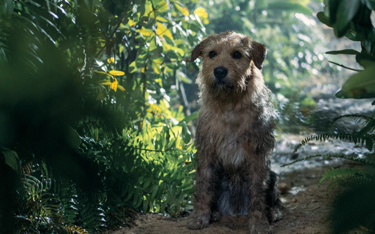 Заглавный герой в фильме "Артур, ты король" 2024 года. Кадр из открытых источников. 