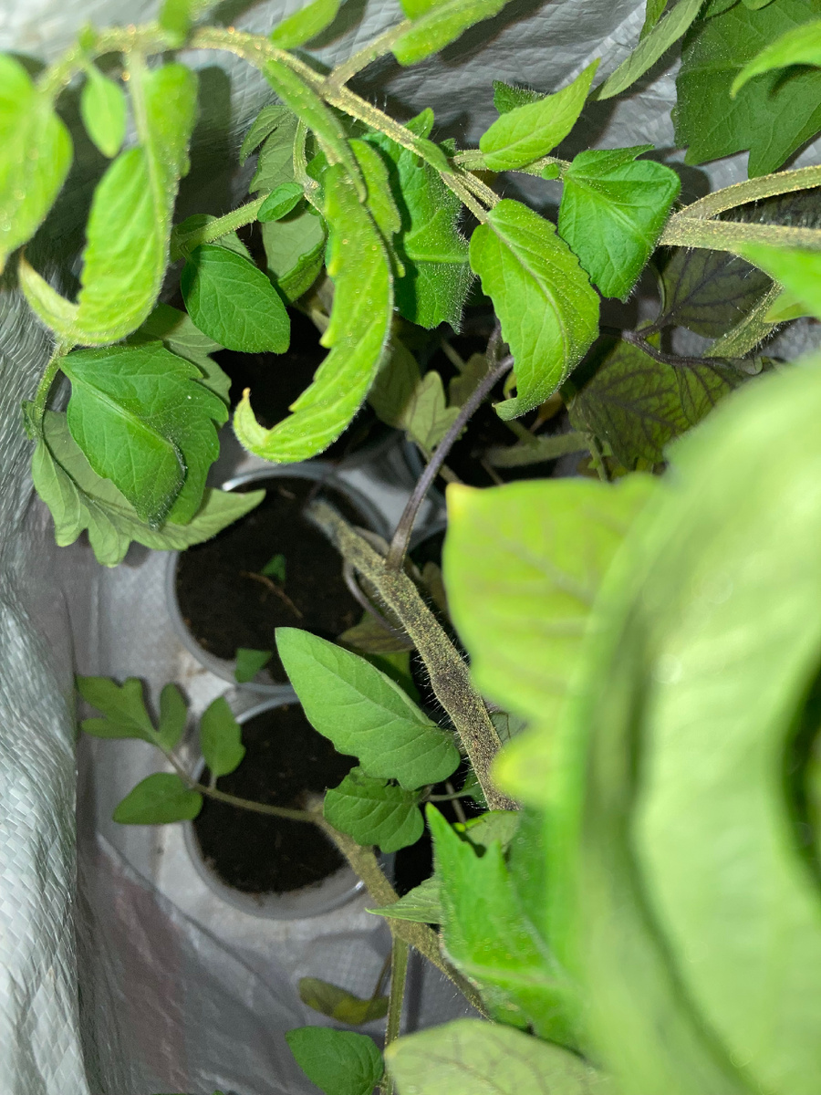 Рассада, вид сверху, фото мое