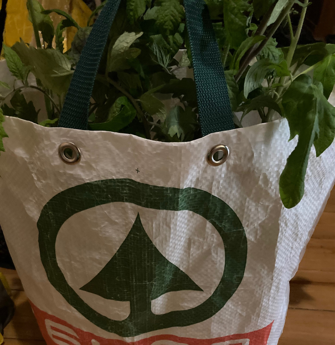 Здесь рассада переросла….