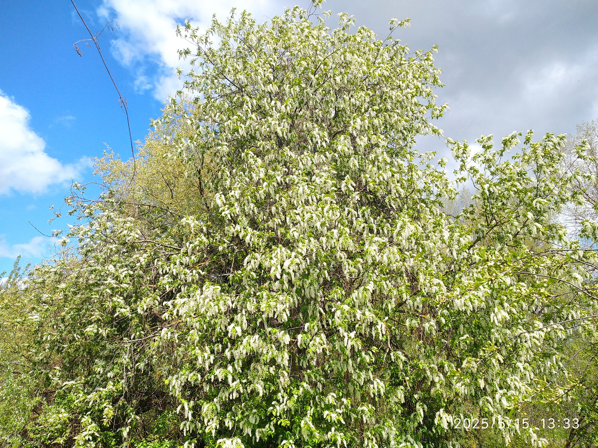 Красавица черемуха напротив участка (все фотографии мои)