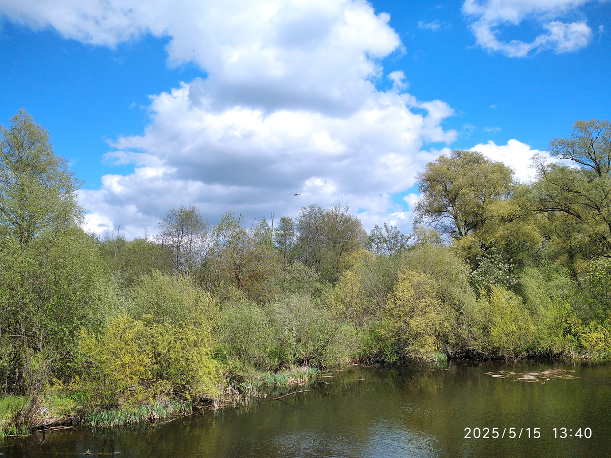 Облака и коршун, который охотится, а маленькие птички защищают свои гнезда