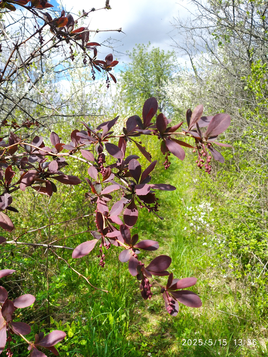Тропинка, по которой я хожу вдоль речки (все фотографии мои)