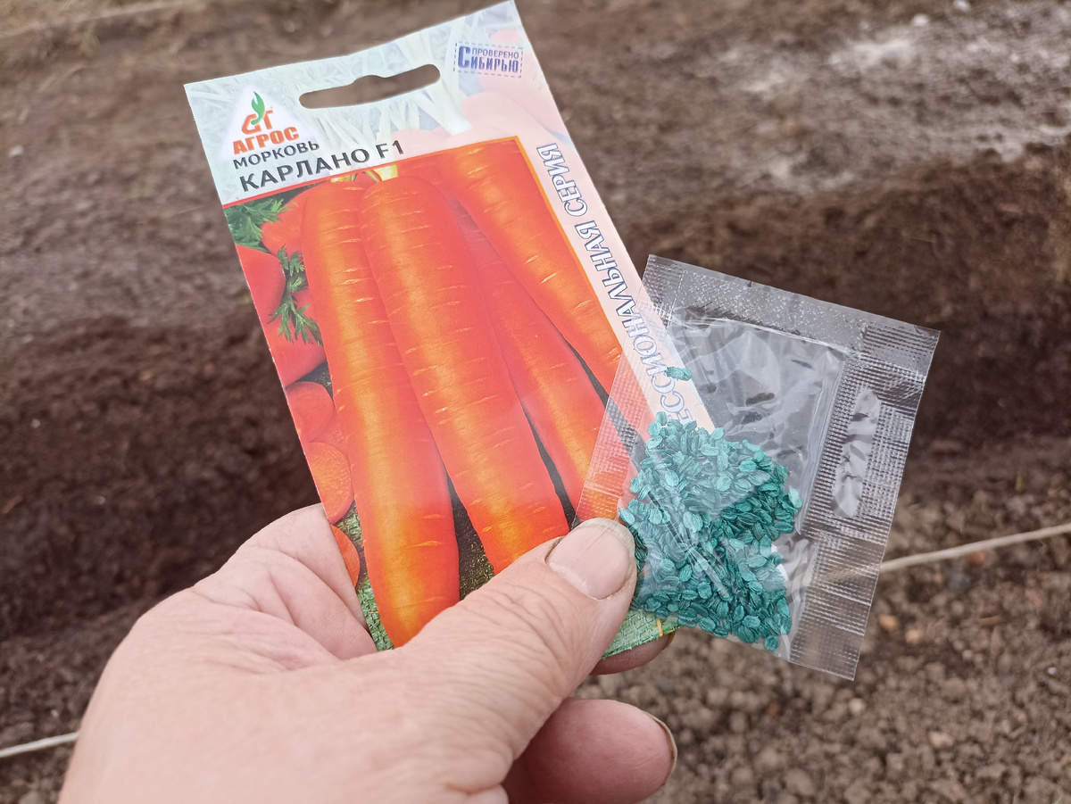 Семена моркови Карлано F1 профессиональные зелёного цвета. Фото автора