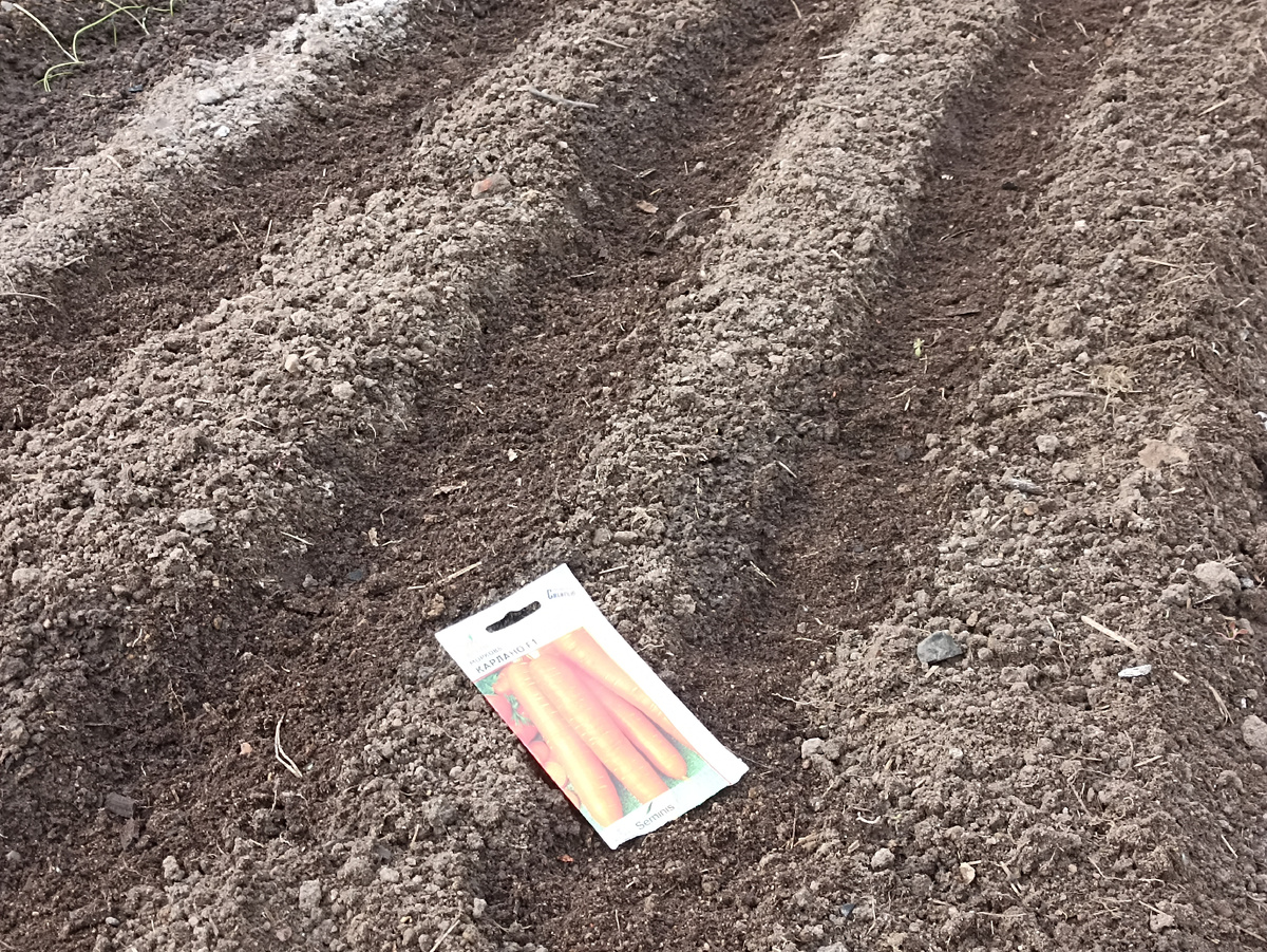 Семян моркови хватило на 2 бороздки грядки длино 6 м. Фото автора