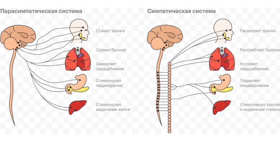 Картинка из открытых источников 