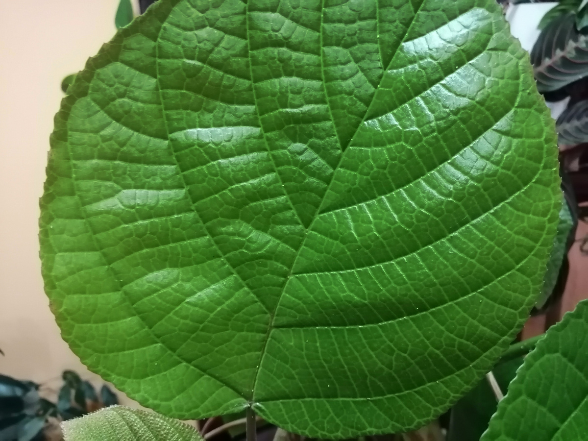 Листок бемерии