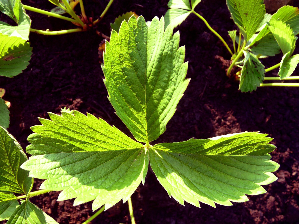 Здоровые листики