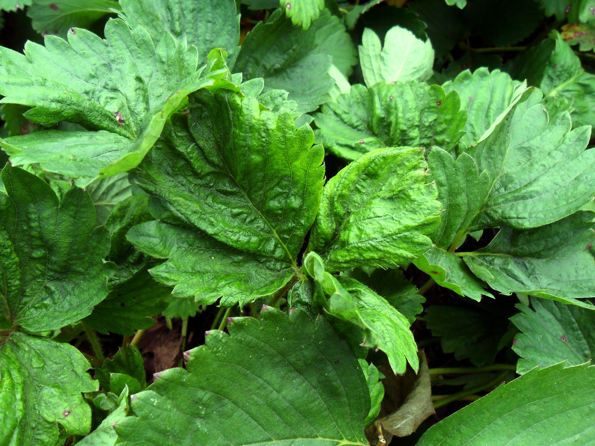 Этим листики плёхо...