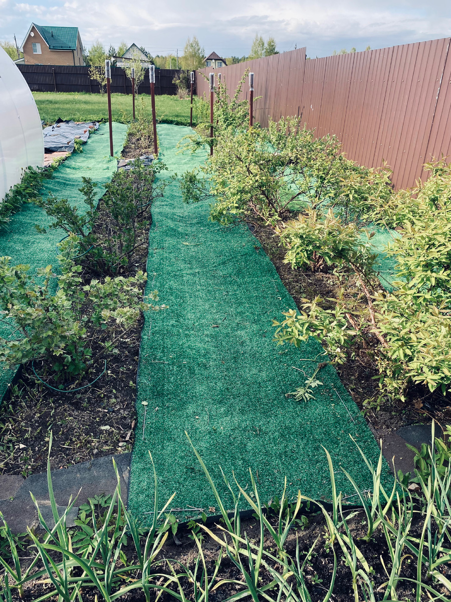 Вот она Аллея виноградных улиток! Везде фото автора.