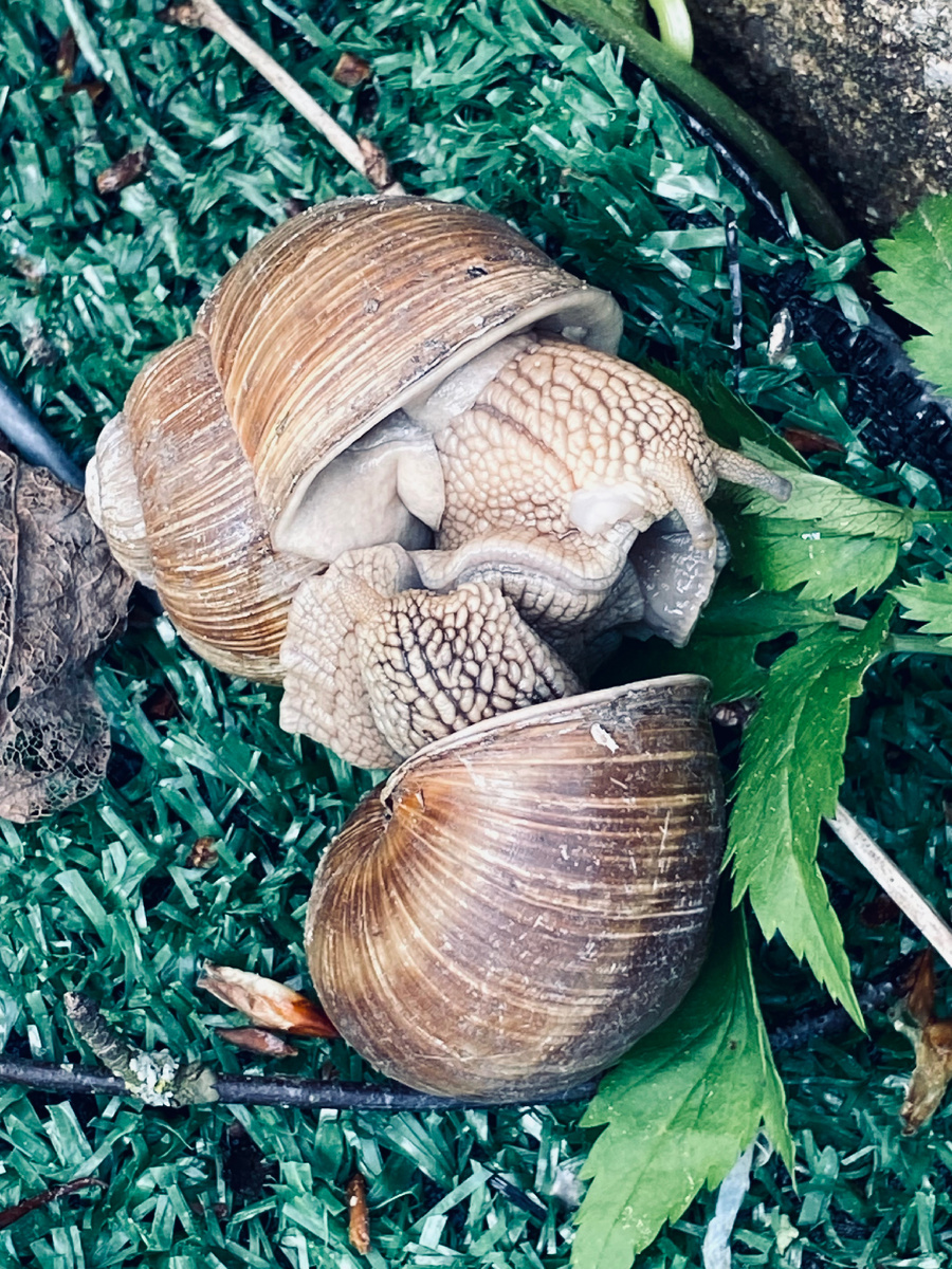 Влюбленные Сёмы!