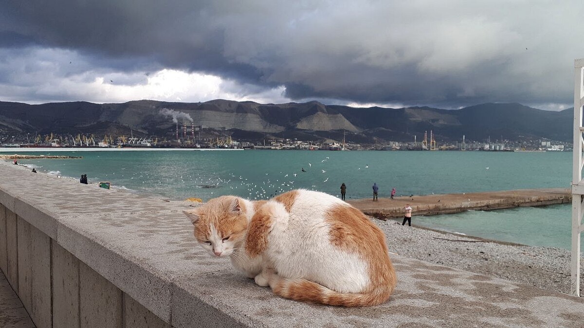    Фото: телеканал «Краснодар»