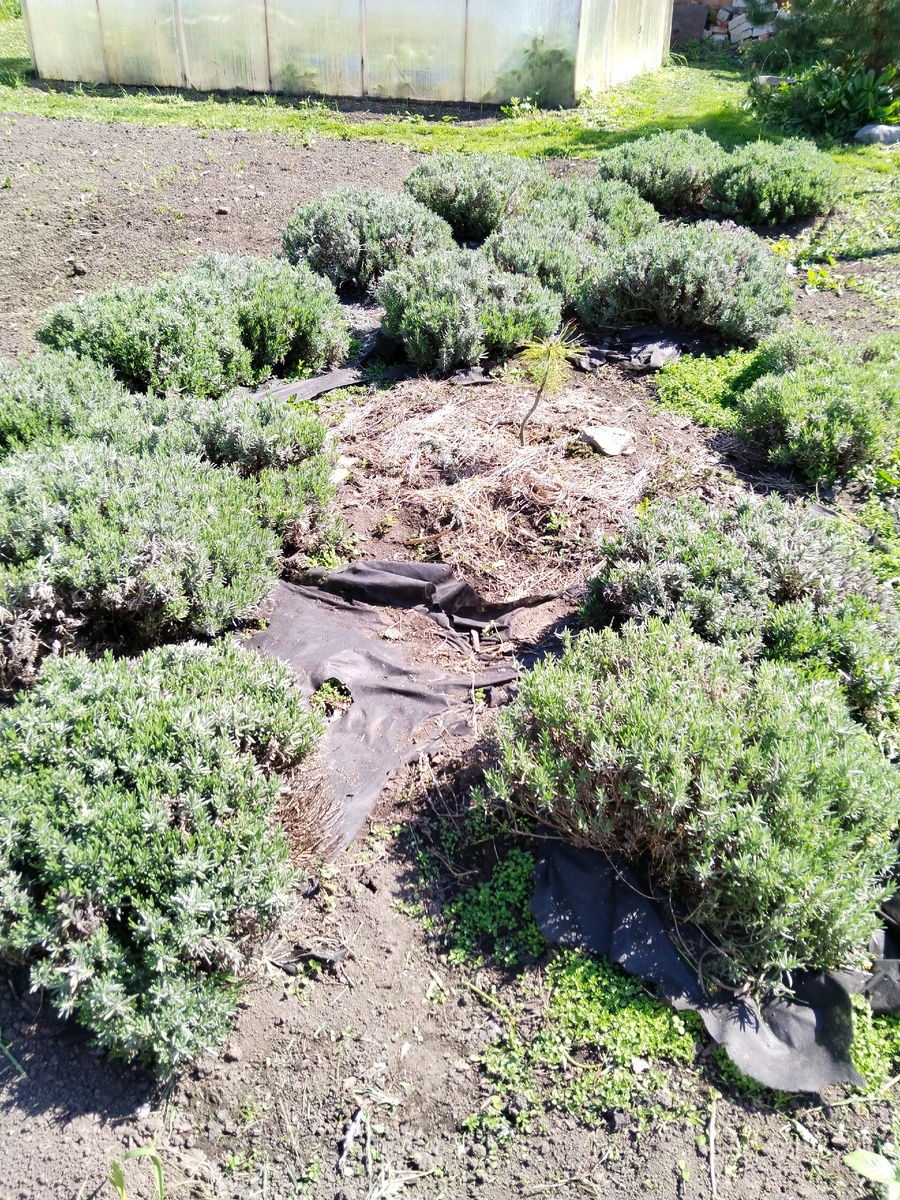 Лавандовое поле, в середине привитая сосна кедровая корейская