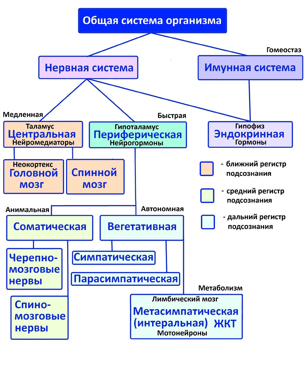 Таблица. Нервная система.