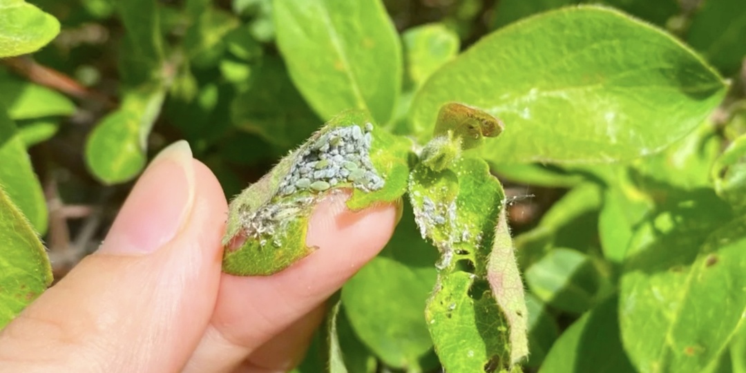 Всего 1 ложка - и тля исчезнет с огорода навсегда. Единственный рабочий способ