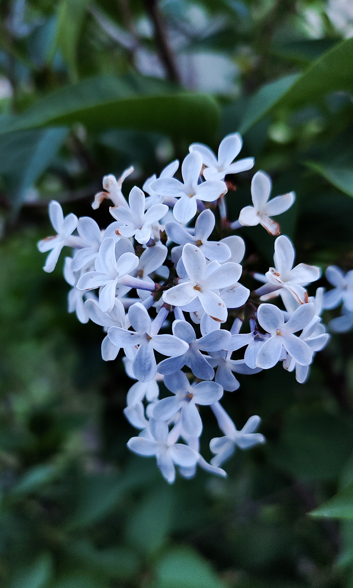 Проржавевшие лепестки сирени.. Фото автора. 