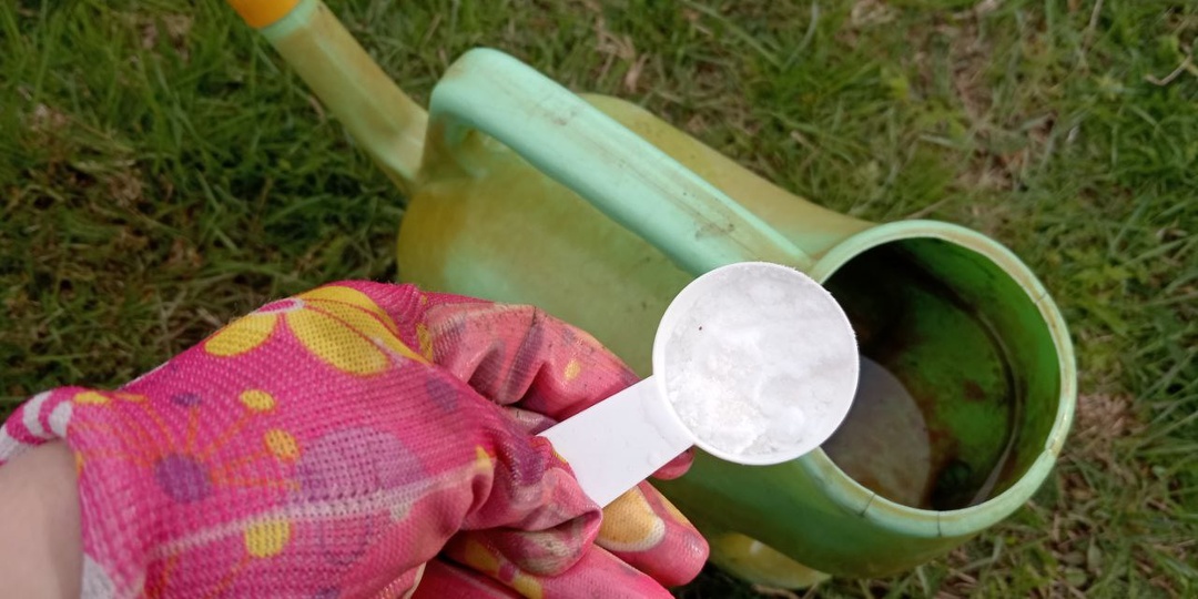 1 ст. л. на 10 л воды для полива томатов в теплице. Первая подкормка томатов