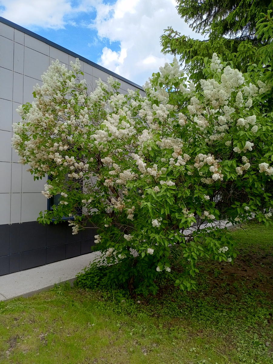 Белая сирень