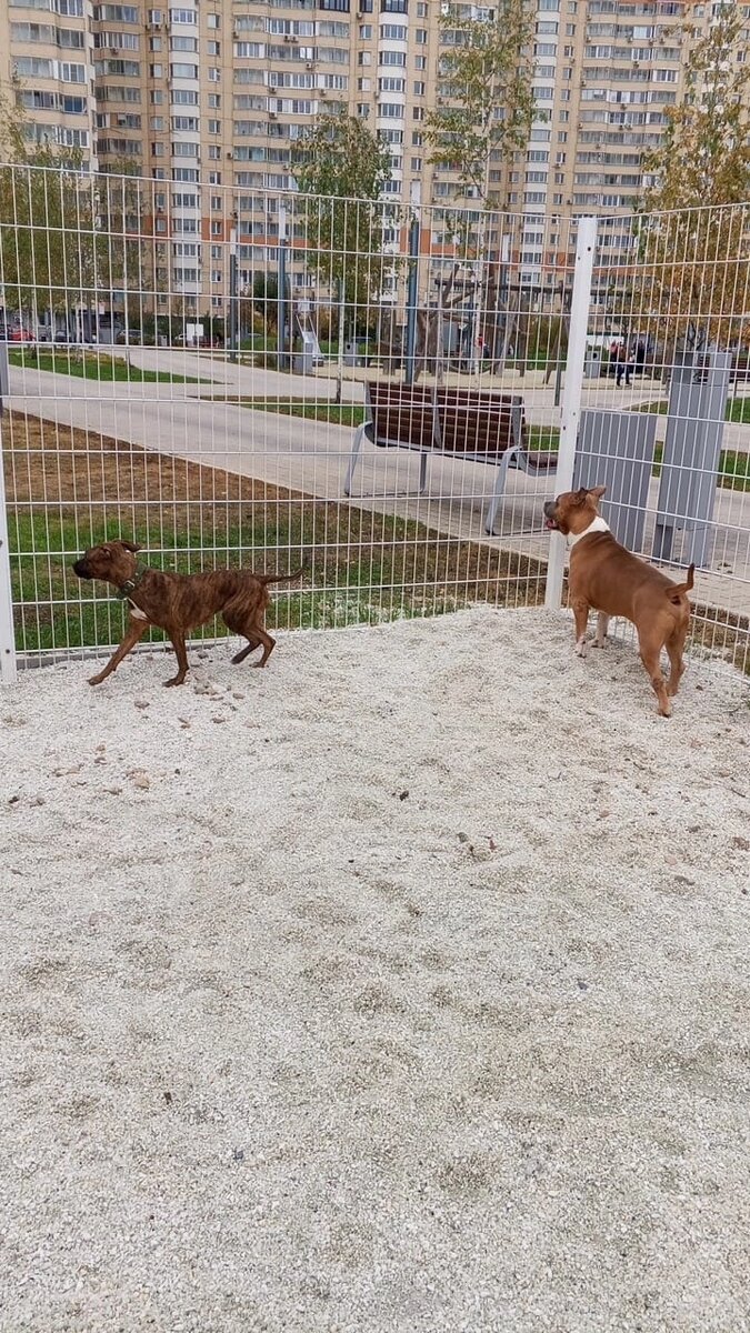 Милана обрела собачье счастье