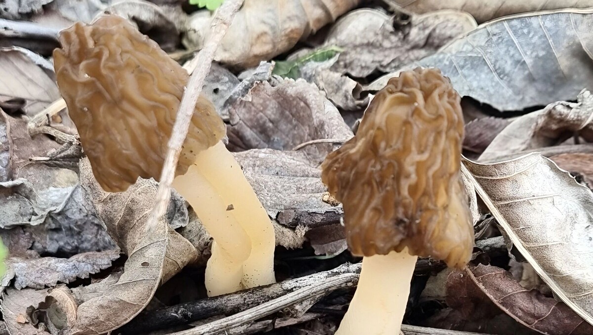     Источник: transsibinfo.com