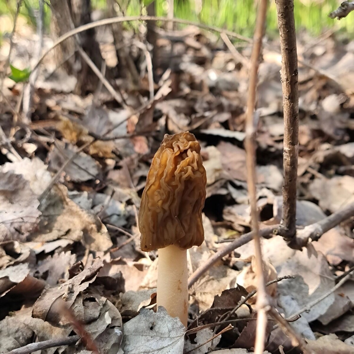     Источник: transsibinfo.com