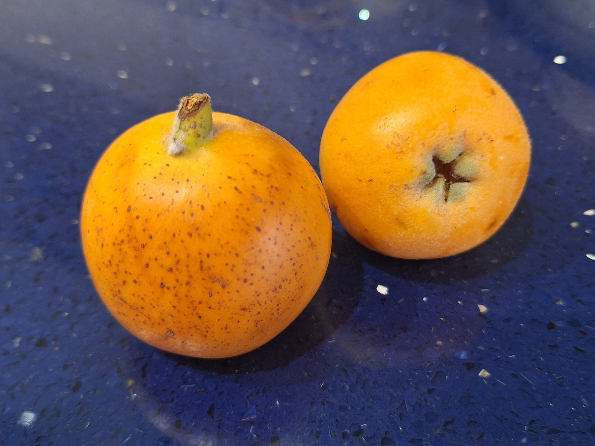 мушмула в Испании. Листайте галерею вправо