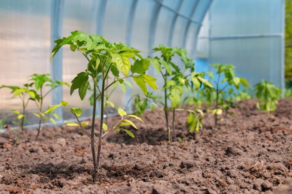    Shutterstock/FOTODOM