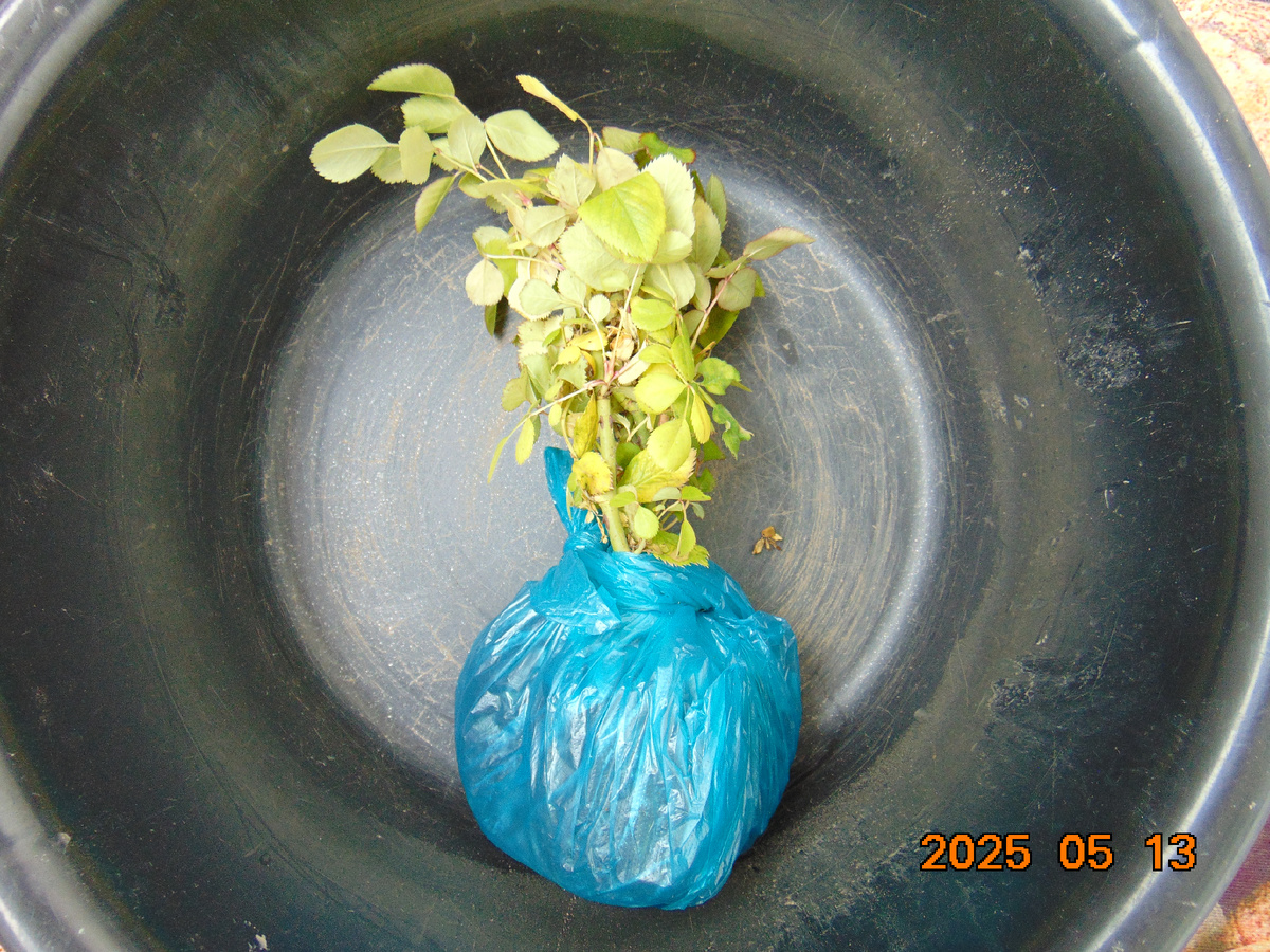 Первое вложение из посылки с саженцами корнесобственных роз