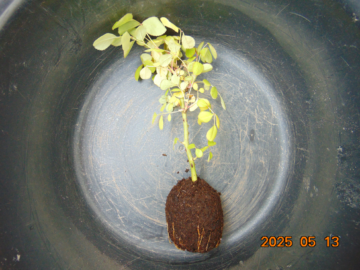 1-й саженец корнесобственной розы общий план