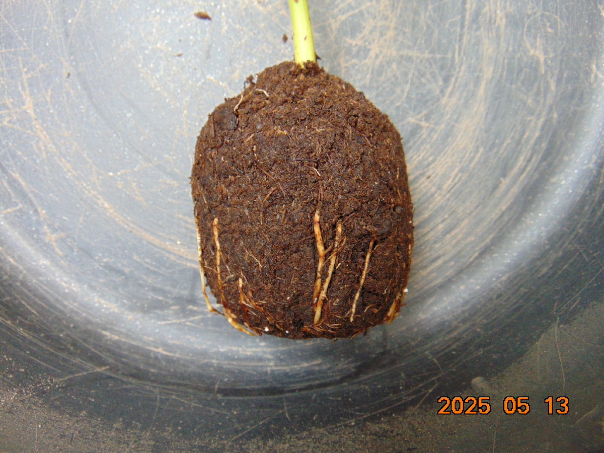 1-й саженец корнесобственной розы, фрагмент корневой системы