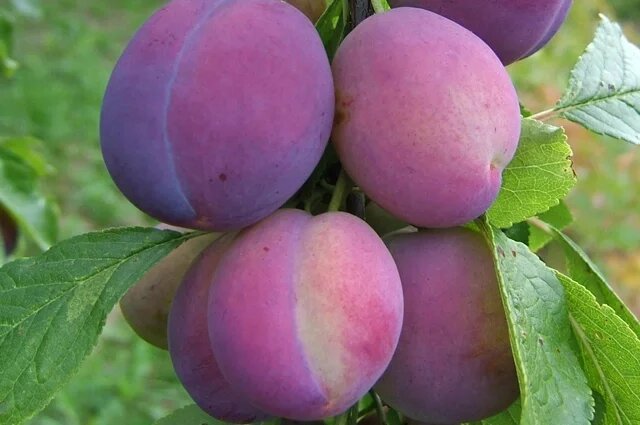    Какие заморозки выдерживает слива?