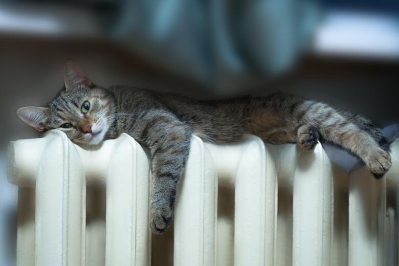    Shutterstock/FOTODOM