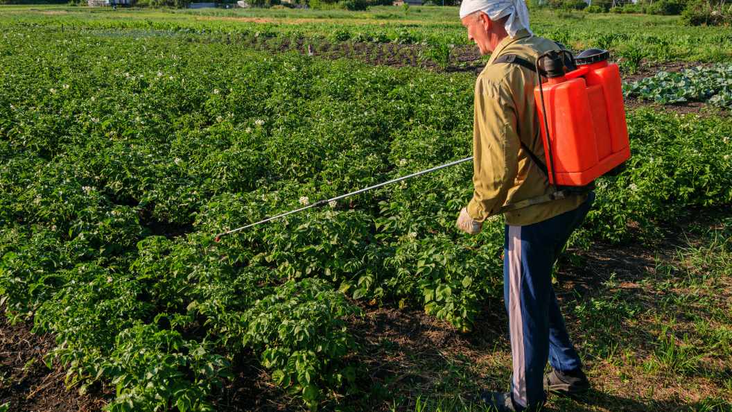    Фото: Царьград