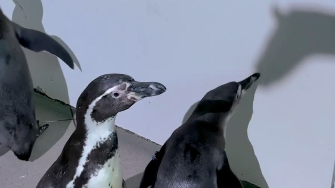     Источник: primorsky_ocean