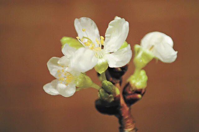    Какую минусовую температуру выдерживает цветущая черешня?