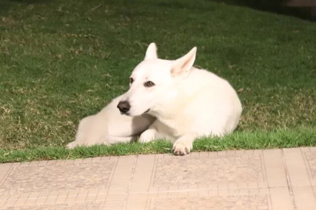    2030 год кого и какого животного по восточному гороскопу?