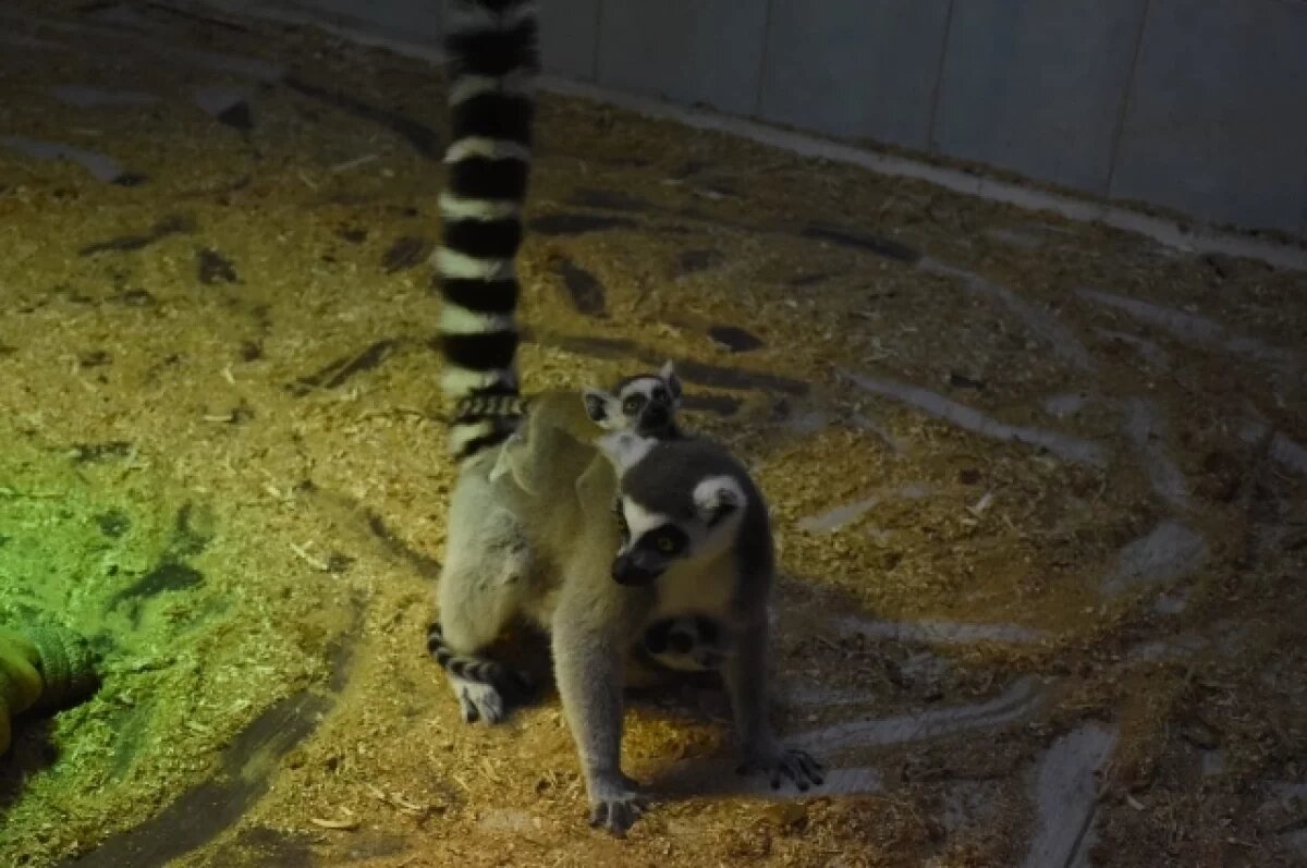    В Комсомольске родилась двойня у лемуров Джулиана и Карамельки
