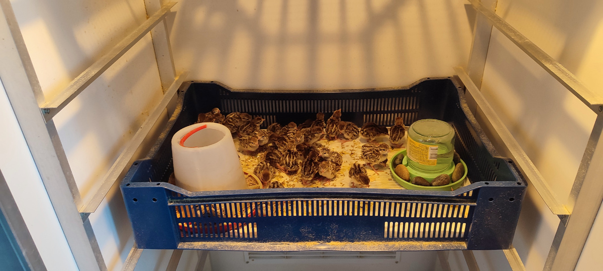 Для тех кто уже вывелся вчера, прямо там в шкафу, поставила корм и воду. 