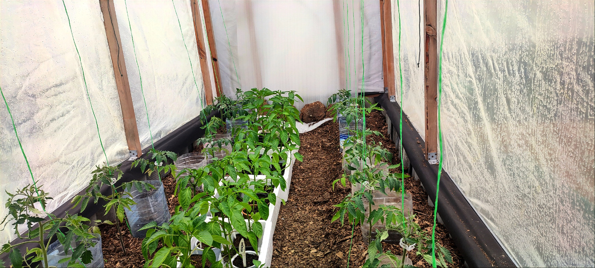 Не скажу, что высаженные томаты пышут здоровьем, но немного всё равно подросли. 