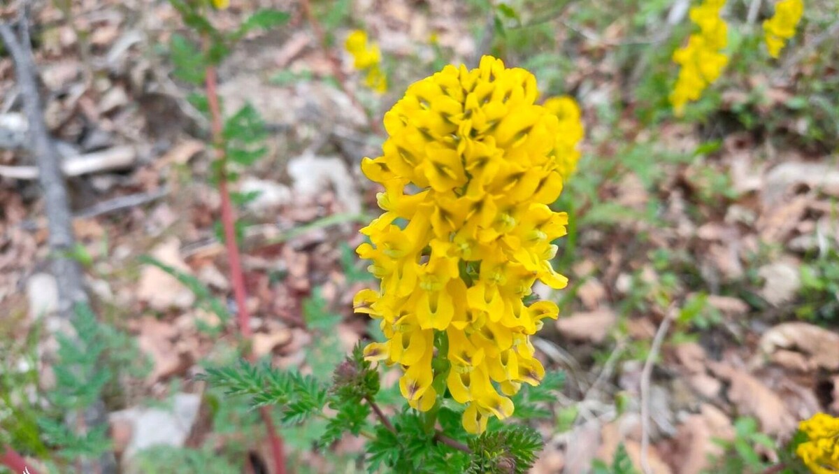     Источник: Пресс-служба заповедника «Комсомольский»