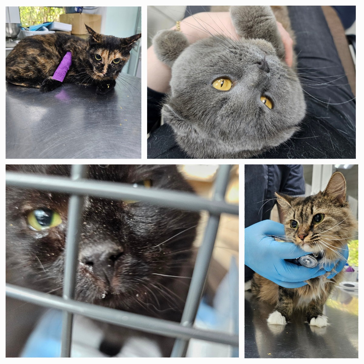 Фото автора. Эти ребята заболевшие фипом.