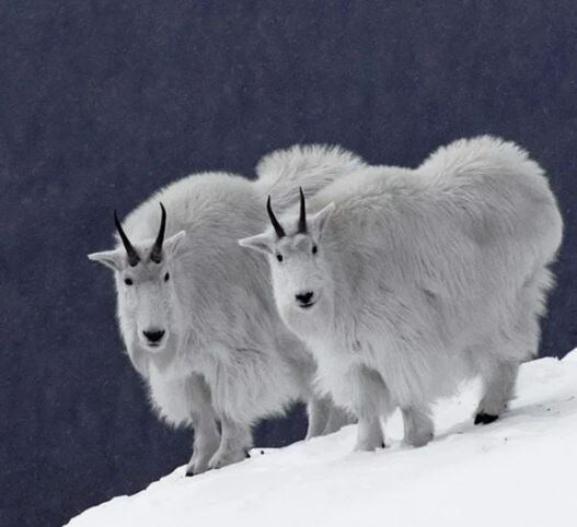 И всё равно - козлы!