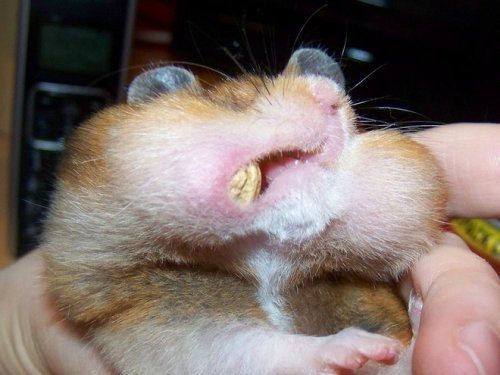 Картинка из открытых источников. Щекастый)))